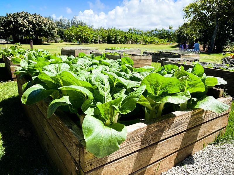 Maintaining A Slug-Free Garden