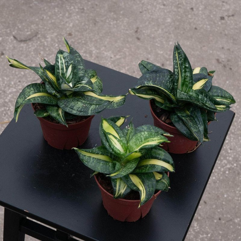 Rotate On A Weekly Schedule