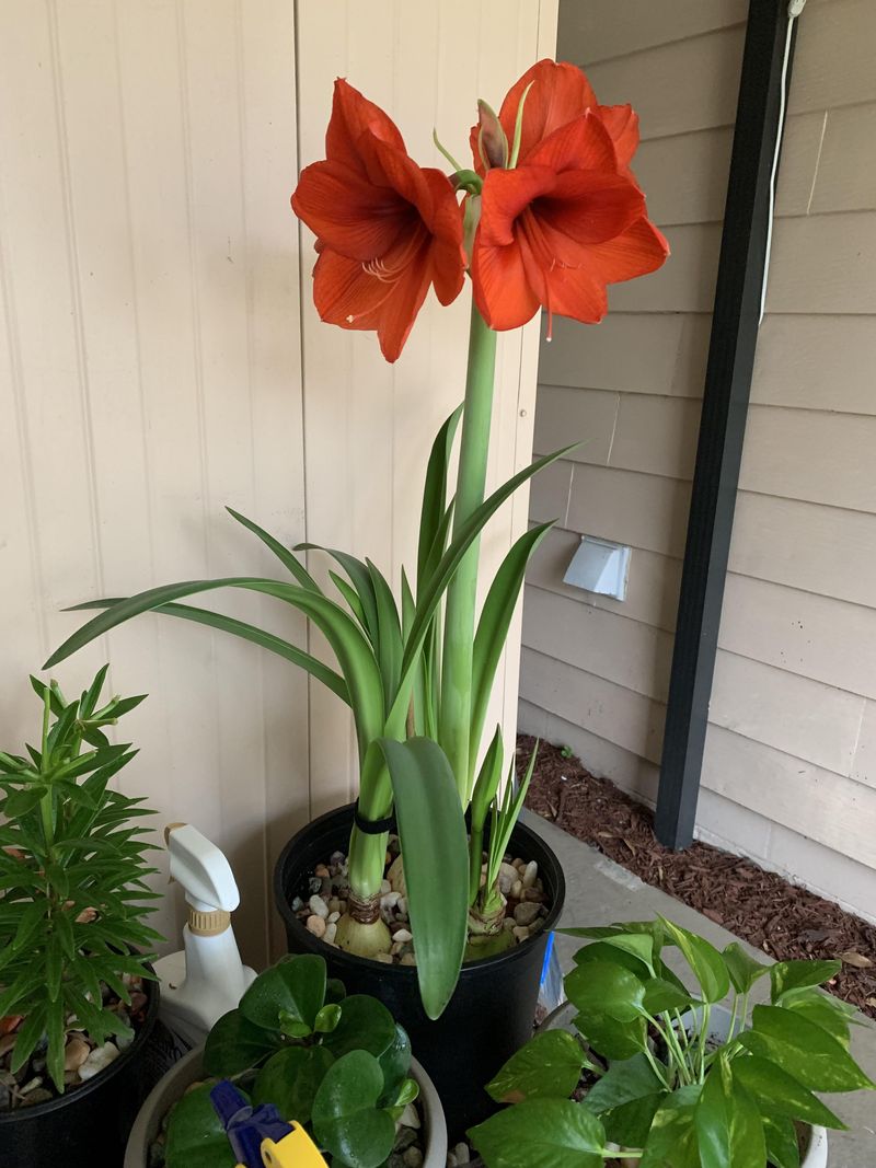 Fertilize To Encourage Bloom