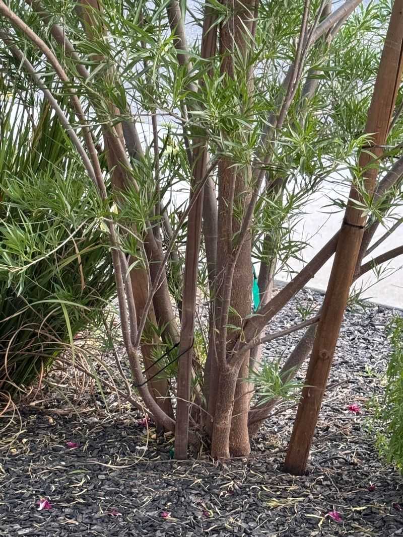 February Pruning Keeps Desert Willow Manageable Before Bloom