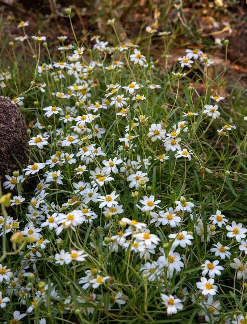 Minimal Trimming Needed Thanks To Blackfoot Daisy