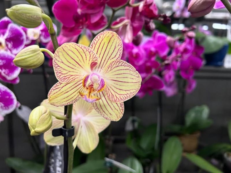 Hold Off On Heavy Feeding Until Active Growth Returns