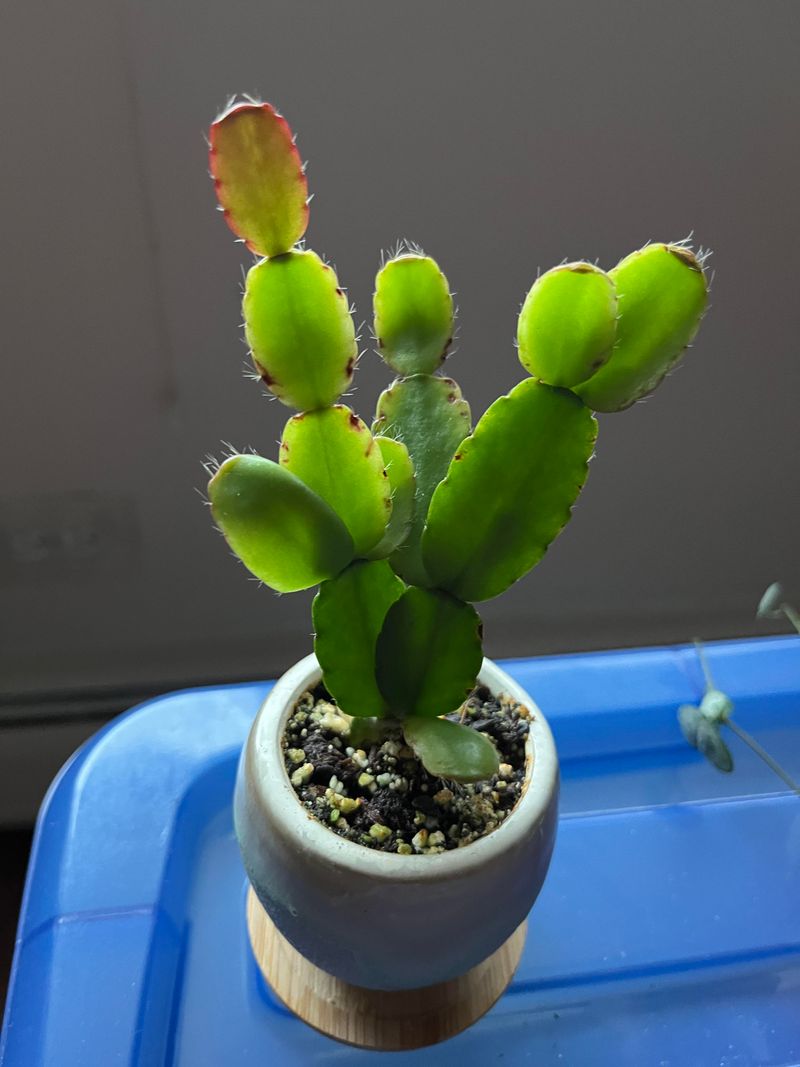 A Dry Winter Rest Sets Up Spring Blooming