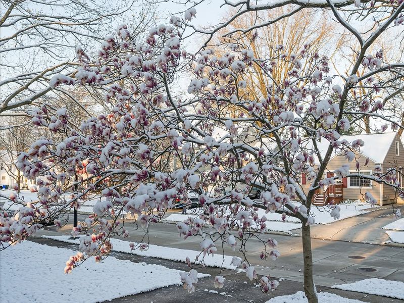Fruit Tree Blossoms Are Highly Vulnerable During Bloom