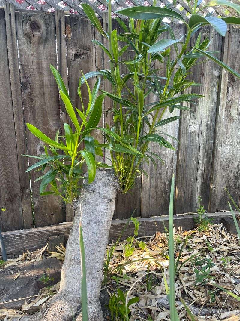 Old Growth Removal Encourages Healthier Oleander Branching