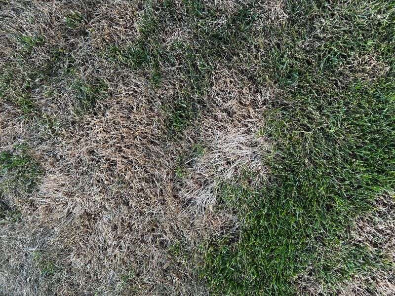 Early Fertilizer Pushes Weak Top Growth Instead Of Roots