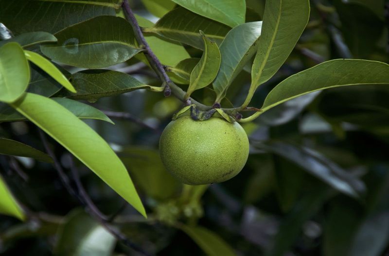 The Manchineel Tree Has One Of Nature's Harshest Defenses