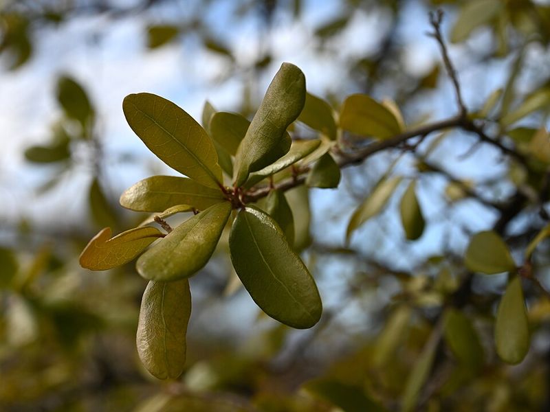 Live Oak Stands Strong Through Winter Cold