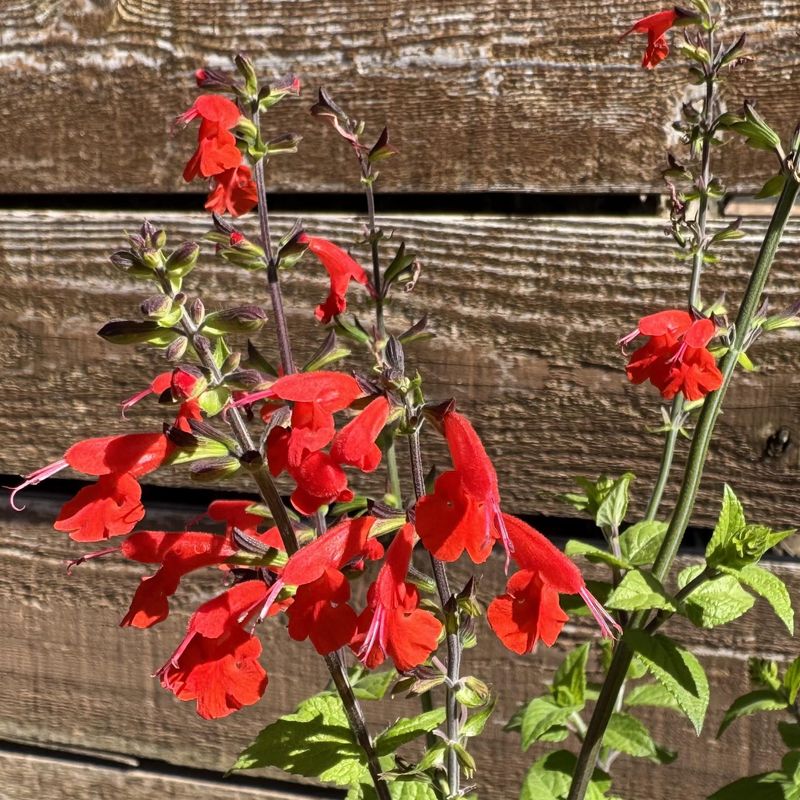 Scarlet Sage Brings Native Color And Pollinators