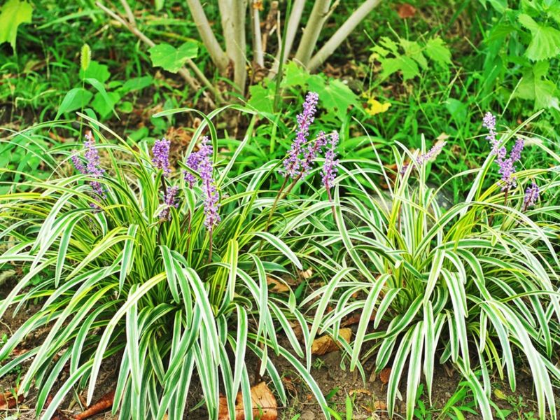 Liriope Adds Reliable Texture And Color Beneath Live Oaks