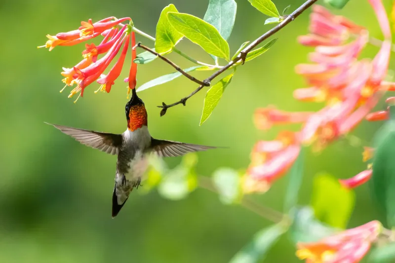 Coral Honeysuckle Feeds Returning Hummingbirds