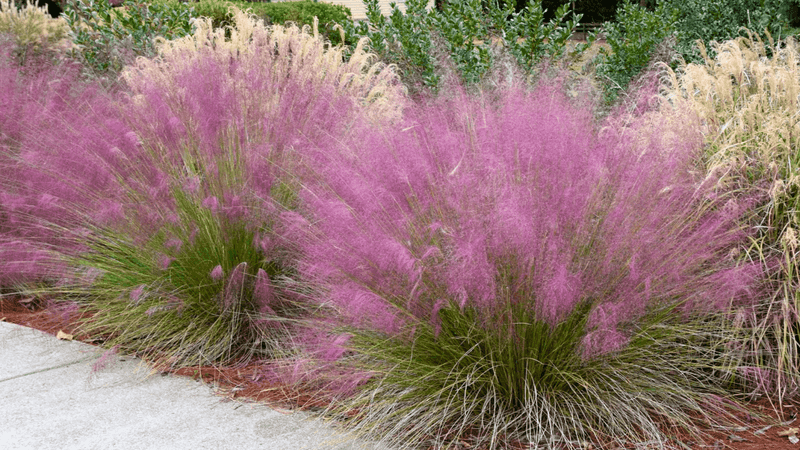 Muhly Grass Turns Heads Every Fall