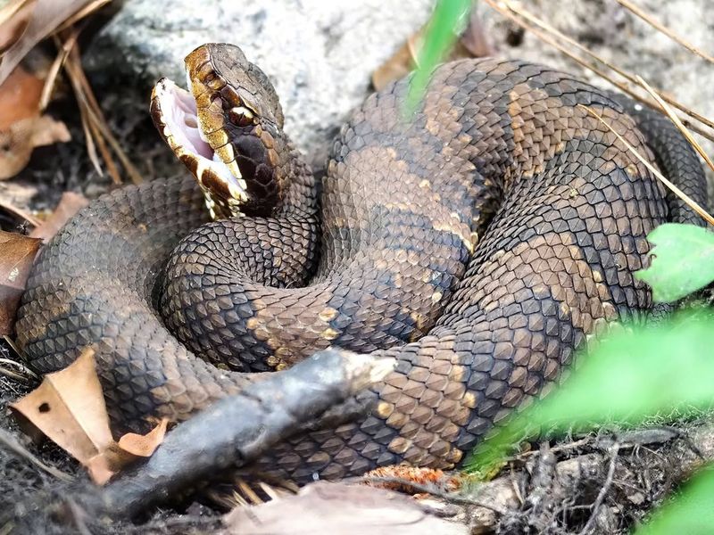 Cottonmouth