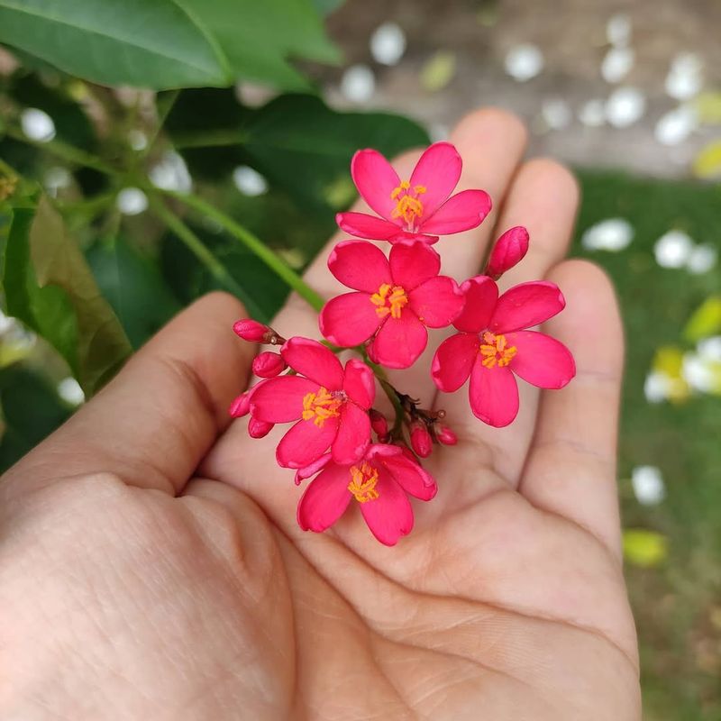 Jatropha Shines With Colorful Clusters