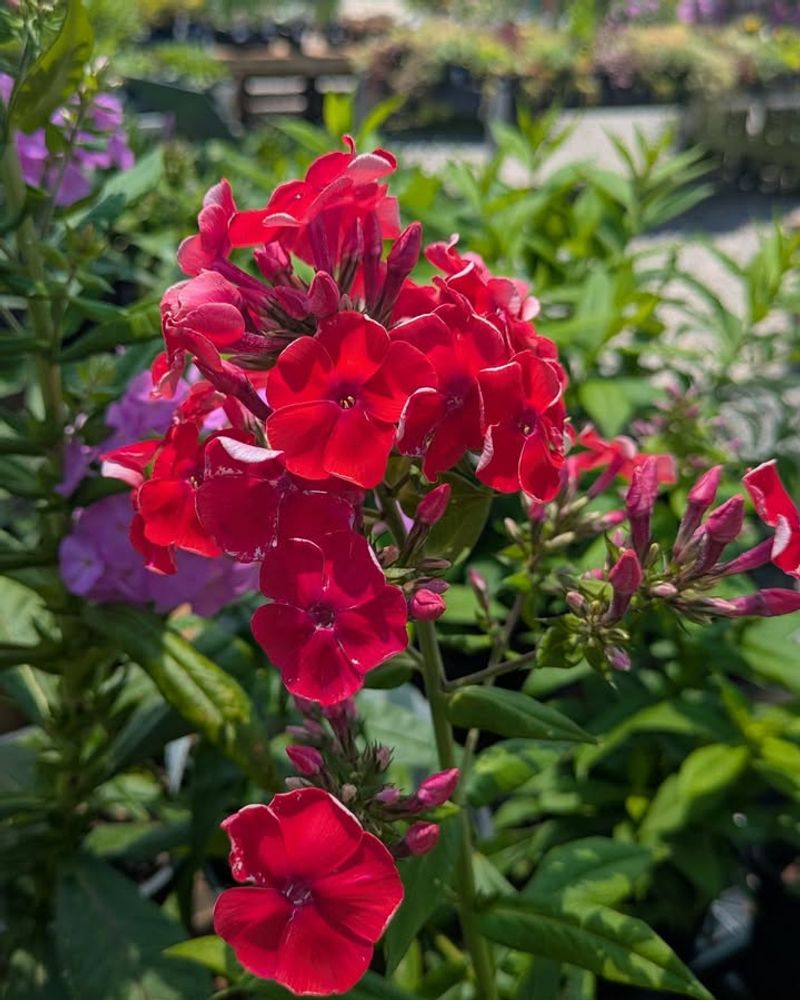 Garden Phlox