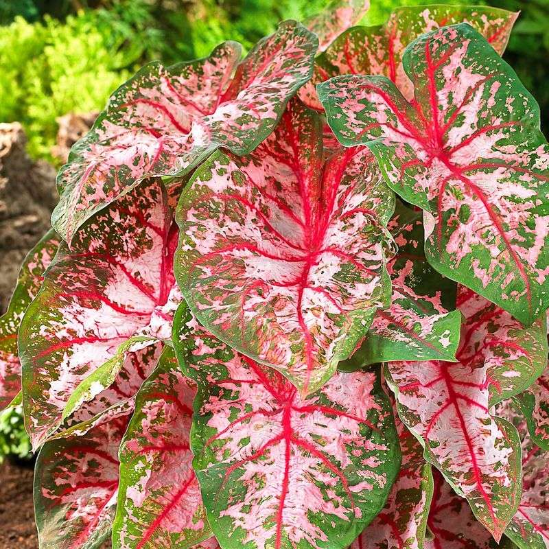 Caladium