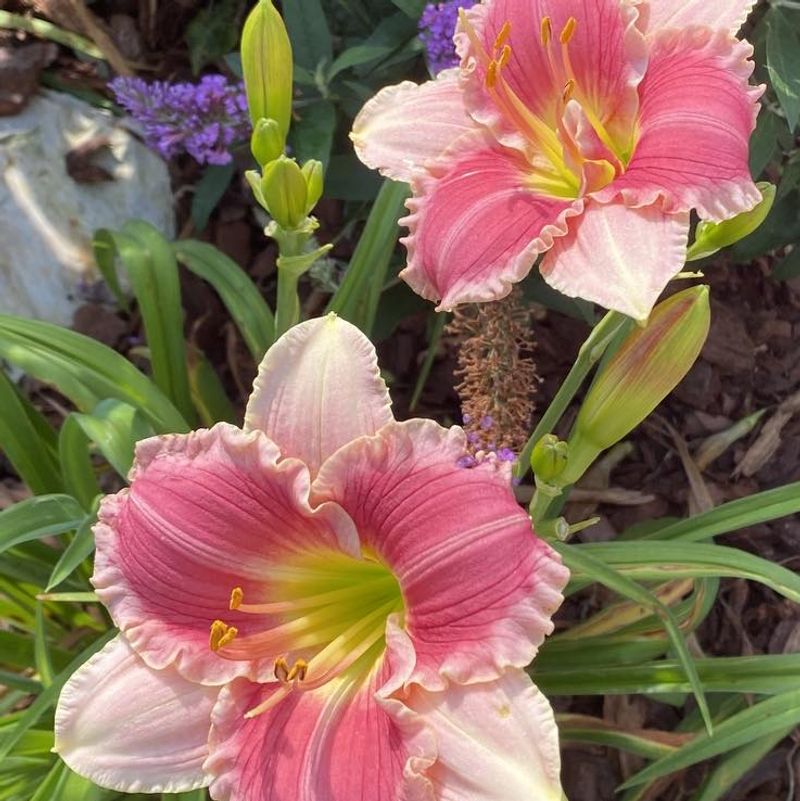 Pink Daylilies Provide Reliable Summer Color