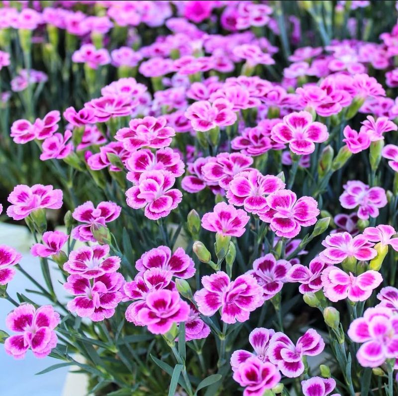Dianthus Packs Fragrance And Charm