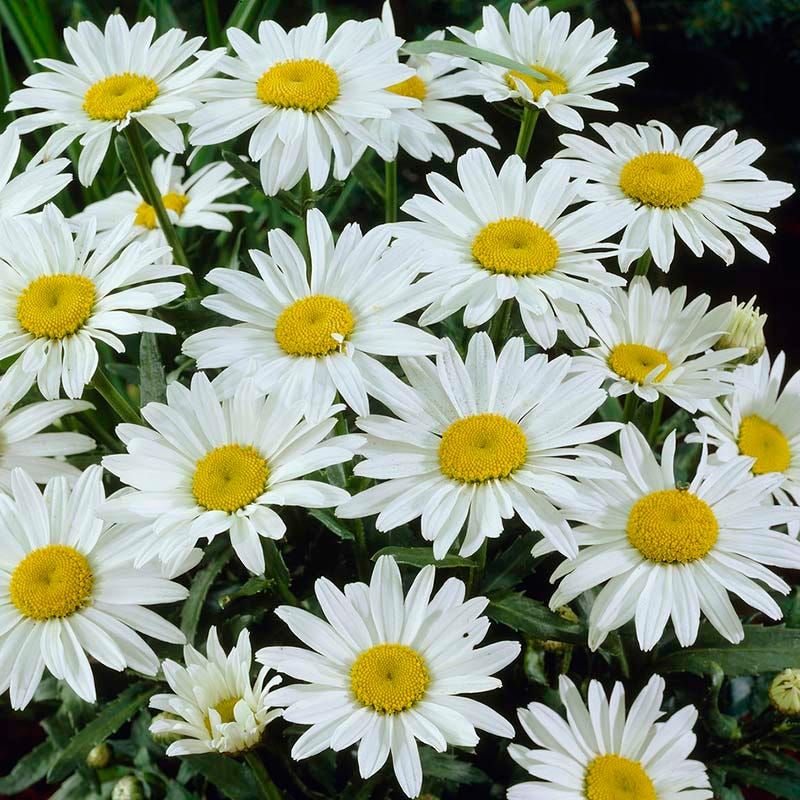 Shasta Daisies Survive Better With Insulated Root Zones