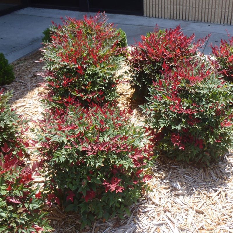 Nandina: Four-Season Interest With Minimal Care