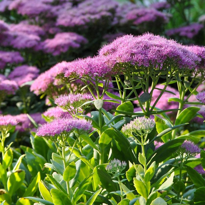 Sedum (Sedum Spp.)