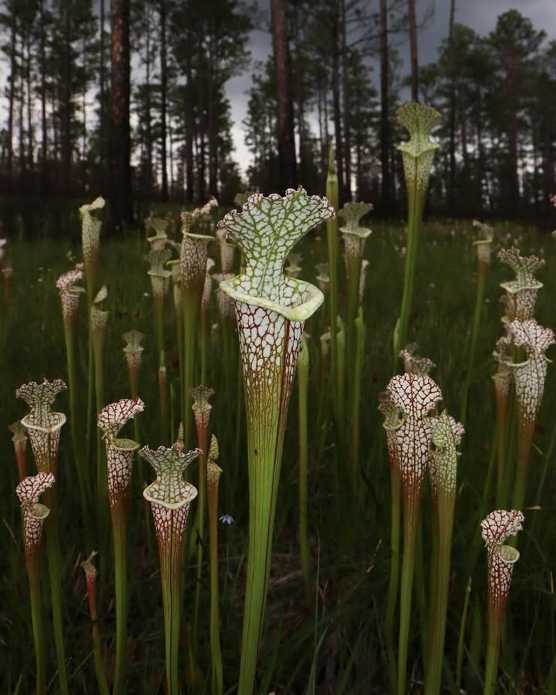 Pitcher Plant (Sarracenia Spp.)