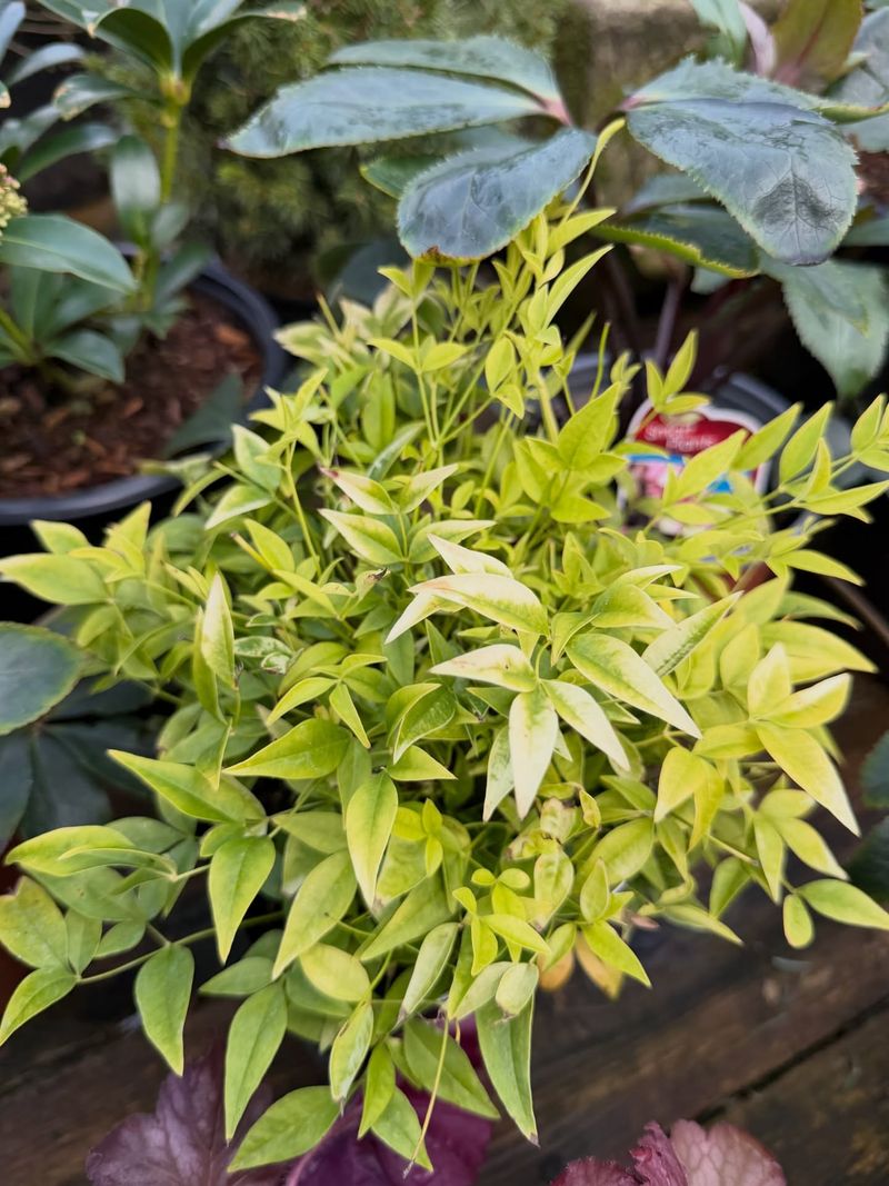 Nandina (Nandina domestica)