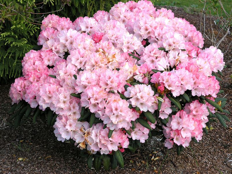 Dwarf Rhododendron (Rhododendron yakushimanum hybrids)