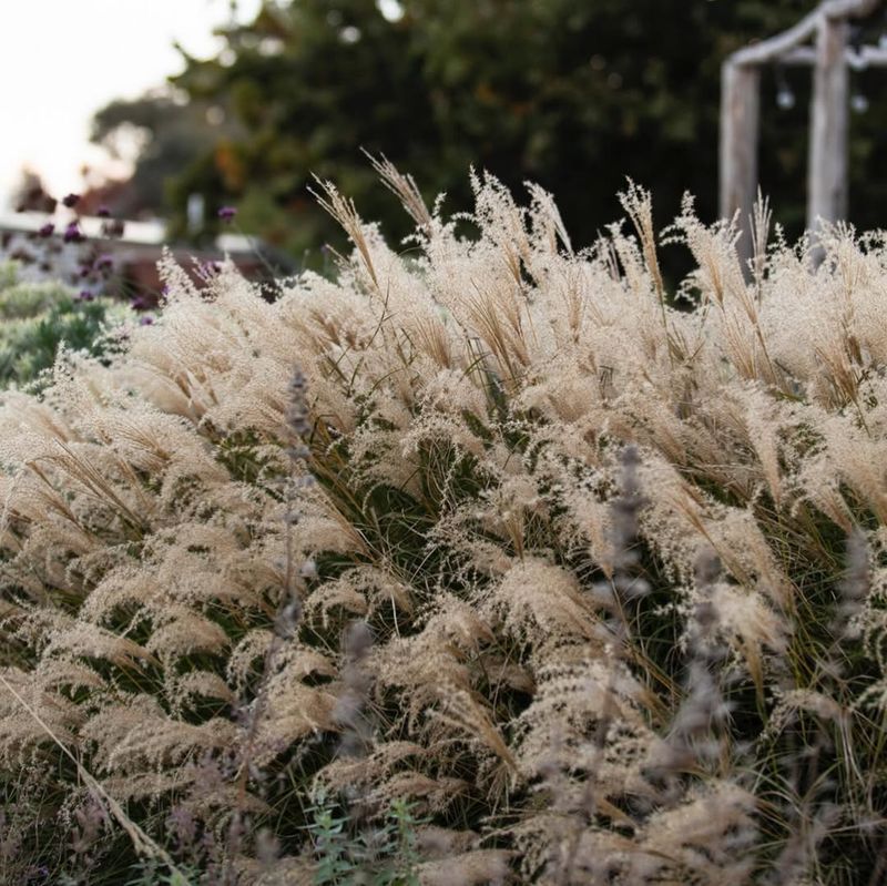 Ornamental Grasses (Miscanthus spp.)