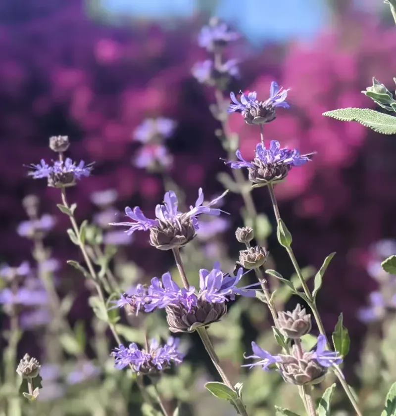 Cleveland Sage (Salvia clevelandii)