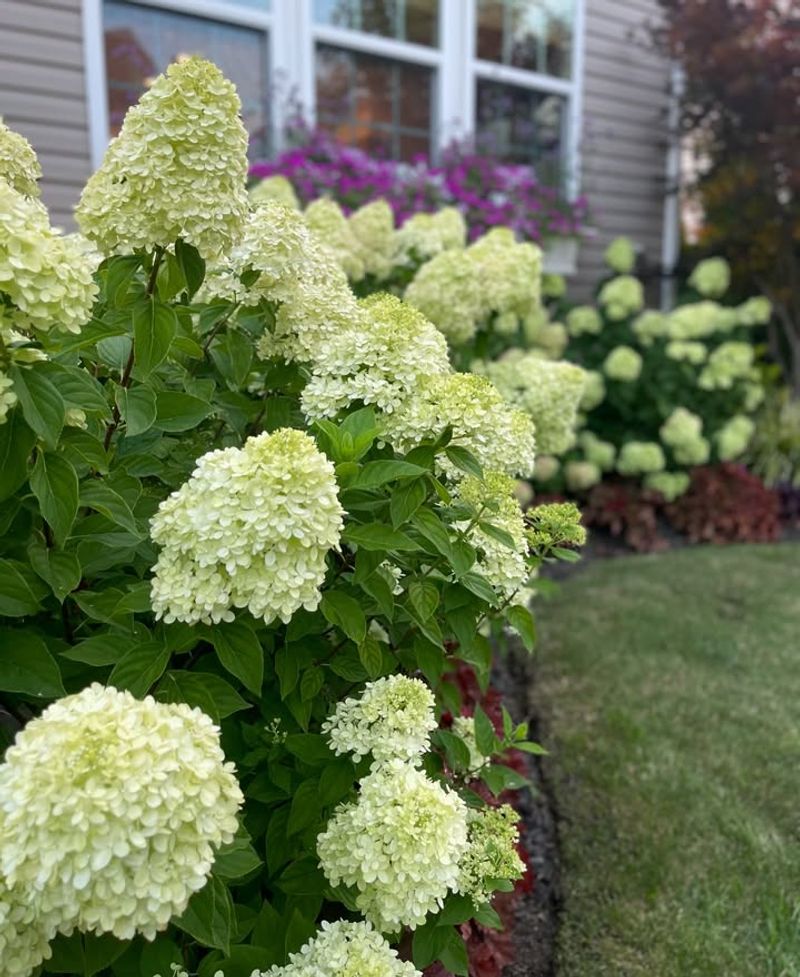 Little Lime Hydrangeas
