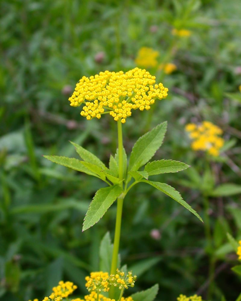 Golden Alexander Supports Pollinators With Minimal Attention
