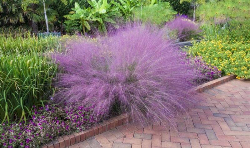 Muhly Grass Creates Safe Wildlife Shelter