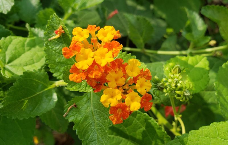 Texas Lantana 