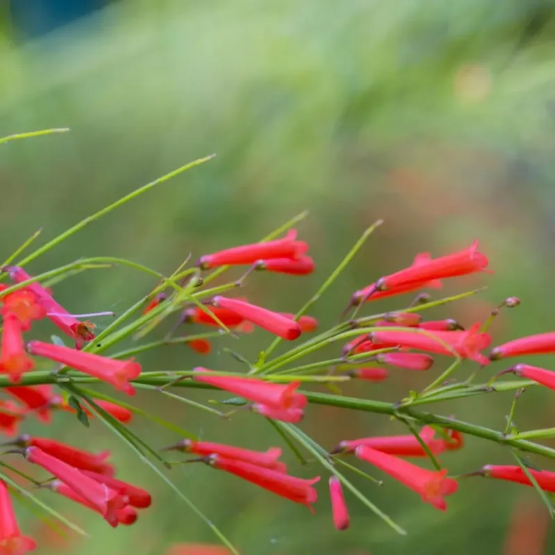 Firecracker Plant Creates A Lively Display