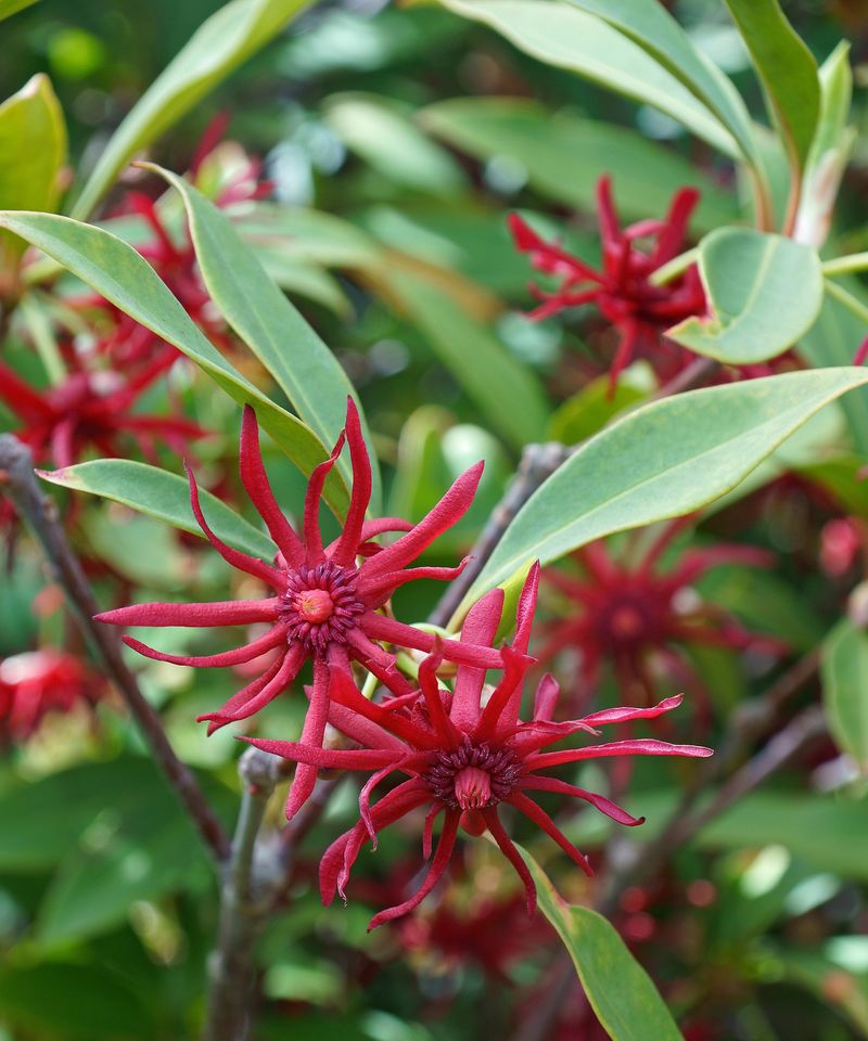 Florida Anise Provides Evergreen Structure In Shaded Landscapes