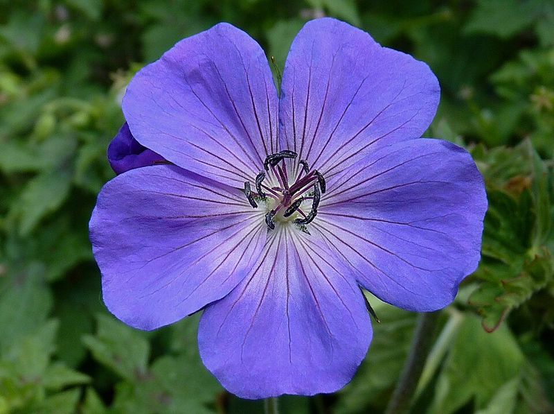 Geranium 'Rozanne' (Geranium hybrid)