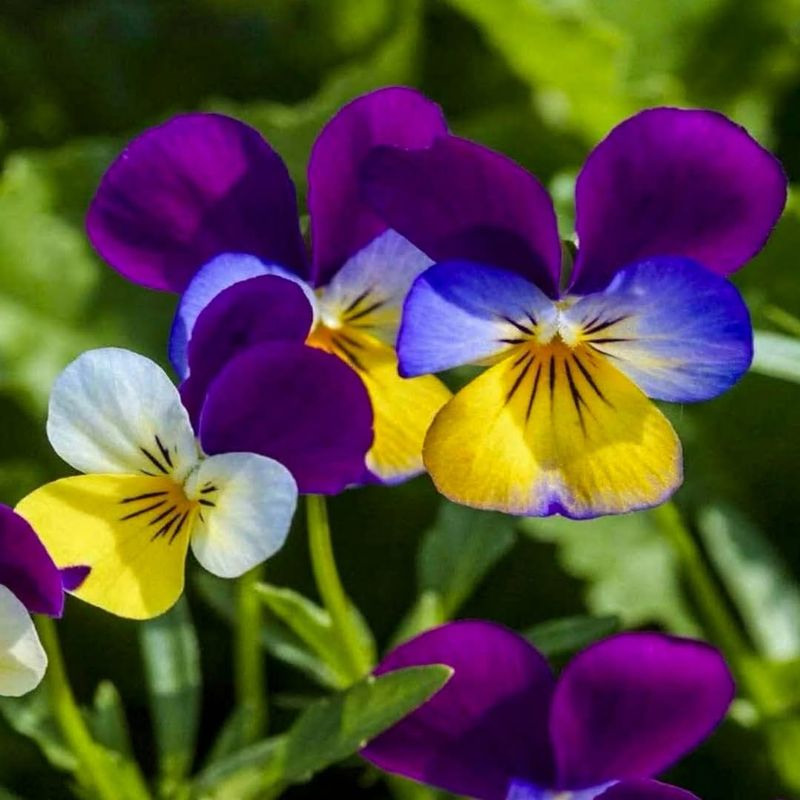 Johnny Jump-Up (Viola tricolor)