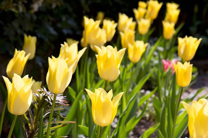 Yellow Tulips 