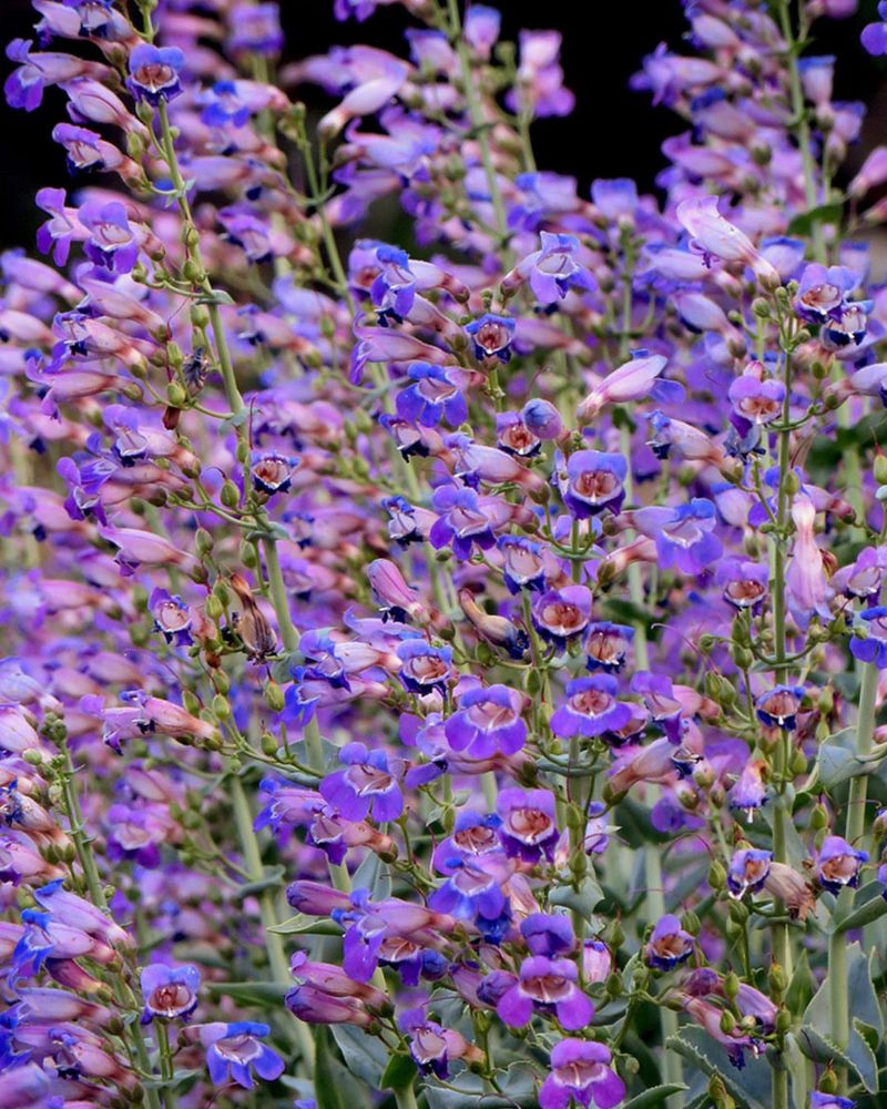 Beardtongue Produces Elegant Flowers And Supports Pollinators