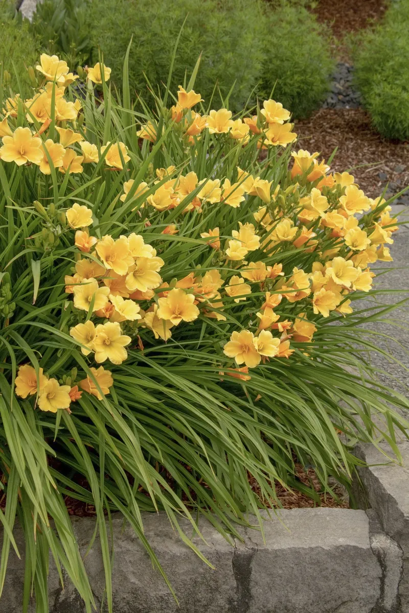 Yellow Daylily Thrives In Almost Any Soil