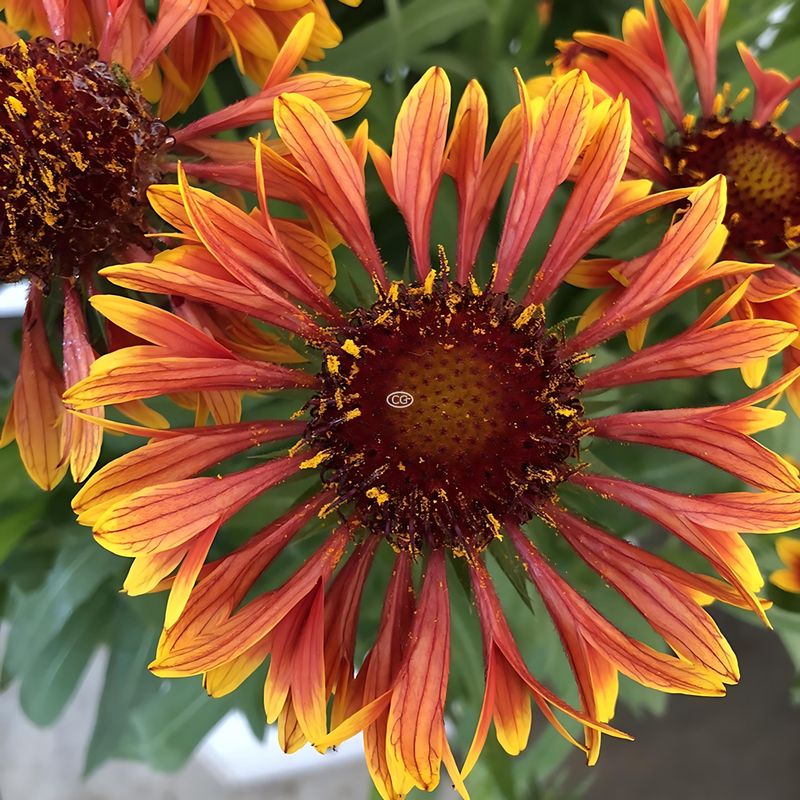 Blanket Flower Thrives When Florida Heat Is Right Around The Corner