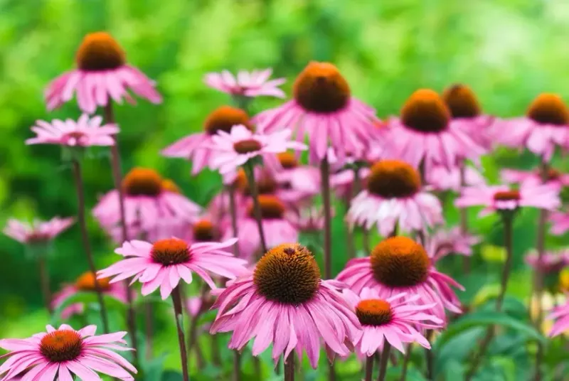 Purple Coneflower Builds Stronger Clumps Each Season
