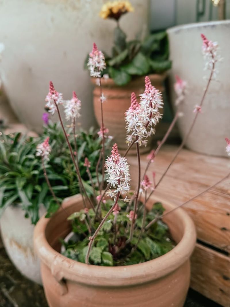 Foamflower Lights Up Shady Spaces