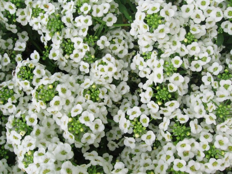 Sweet Alyssum Creates A Soft Fragrant Carpet