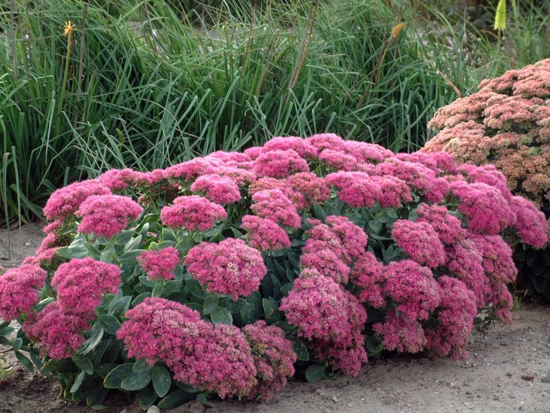 Sedum Survives Heat With Minimal Water