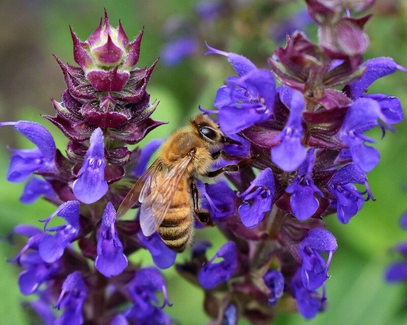 Salvia Offers Nectar Rich Tubular Flowers