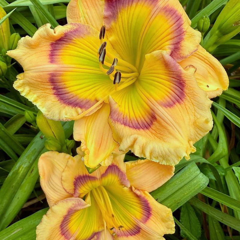 Daylilies Offer Reliable Yellow Flowers Each Year