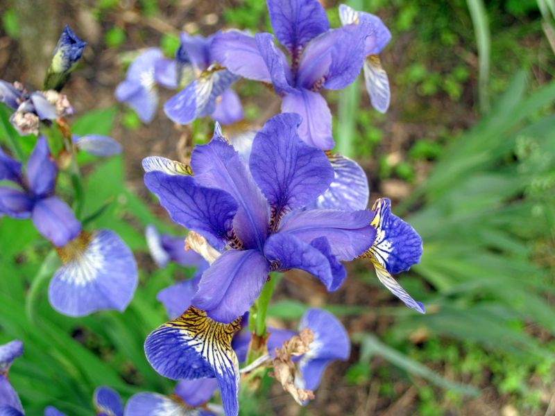 Blue Flag Iris Handles Wet And Dry With Ease