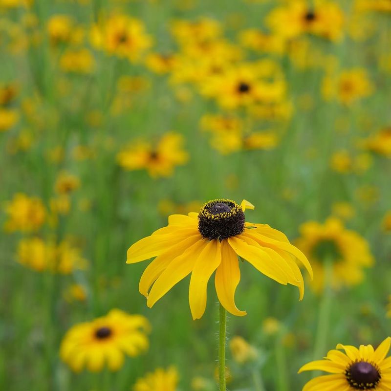 Black-Eyed Susan 